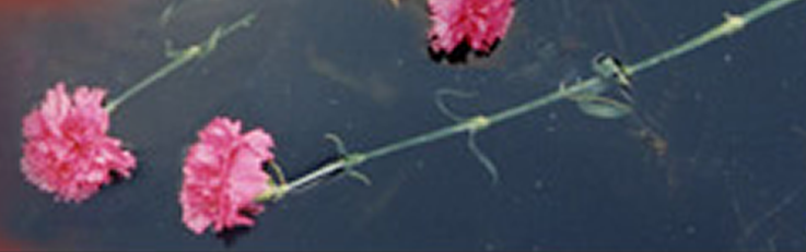 carnations